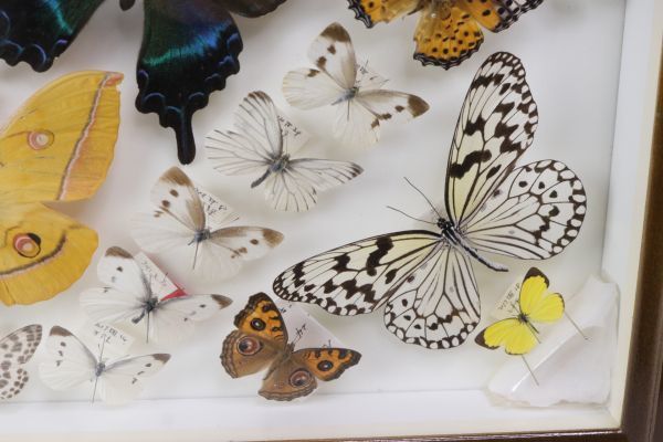 ●蝶々 標本 木製 ガラスケース入り あげは蝶 モンキ蝶 他 ちょうちょう 種類多 Grt0704_画像9