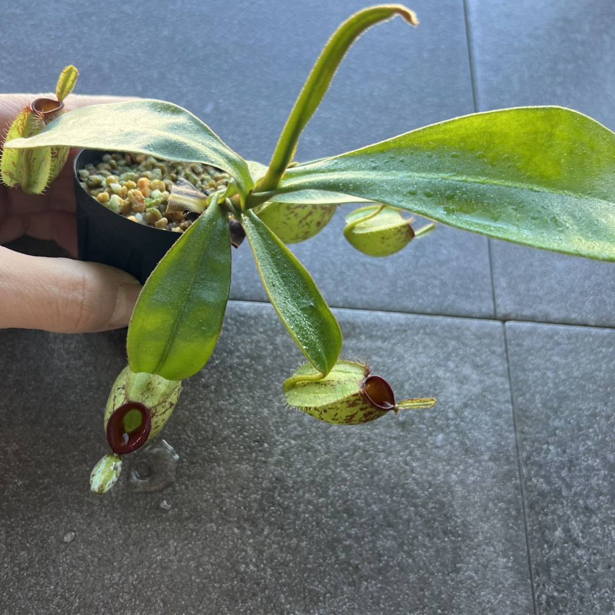 低地性フェア!! Nepenthes ampullaria spotted redlips ウツボカズラ 食虫植物 10_画像5