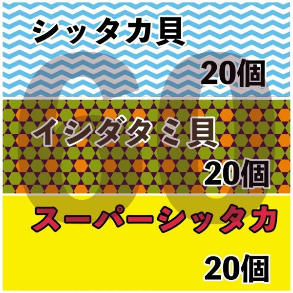 【各20匹 合計60匹】海水水槽コケ取り貝　3種セット　シッタカ　スーパーシッタカ　イシダタミ　各20個づつ　合計60個　★カワハギ釣り餌_画像1