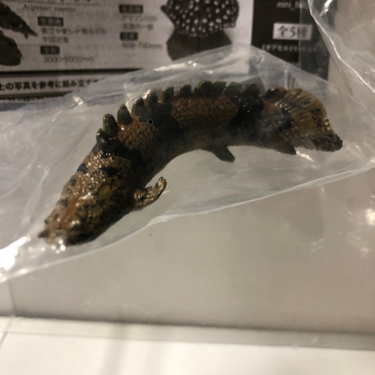 いきもの大図鑑ミニコレクション古代魚02 ポリプテルス いきもの大図鑑ミニコレクション古代魚02 ポリプテルス