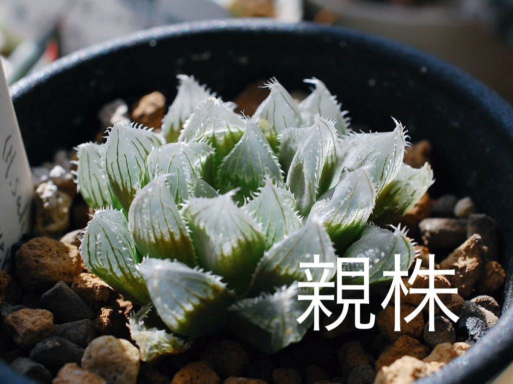 サリナ H. salina JDV90/40 Perseverance 株分苗 ハオルチア 多肉植物_画像6