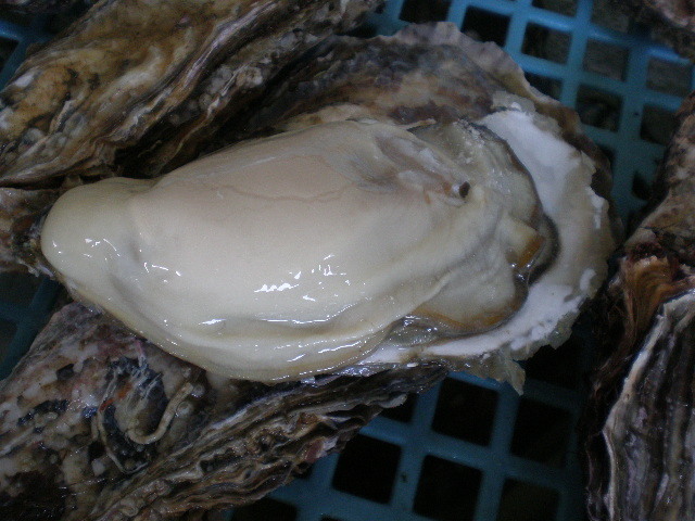 新鮮な　厚岸産　超特大殻付活牡蠣（２００g以上）　　３０個_画像1