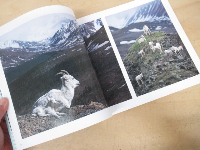 ◇K7216 図録「星野道夫 Alaska 星のような物語」2006年 風景 動物 写真集_画像4