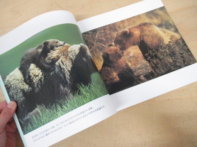 ◇K7216 図録「星野道夫 Alaska 星のような物語」2006年 風景 動物 写真集_画像3