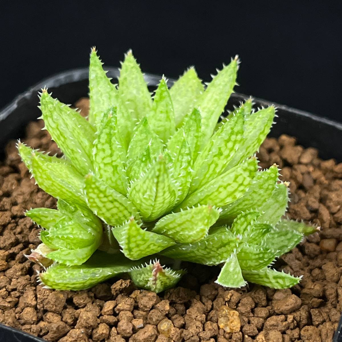 《PW》ハオルチア“H.reticulata JCV86-107,'ティンカーベル'”多肉植物_画像2