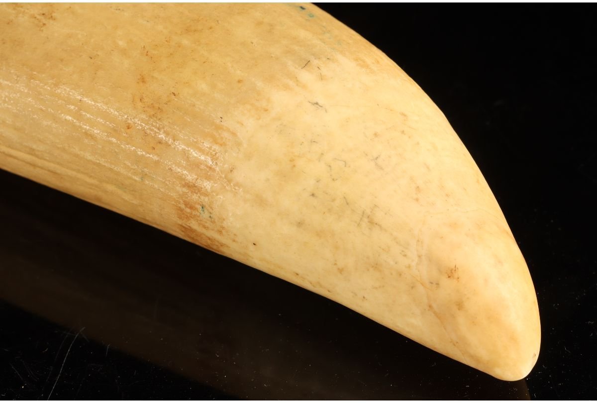 URA]マッコウクジラ牙/鯨牙/311g/4-12-198 (検索)骨董/古牙