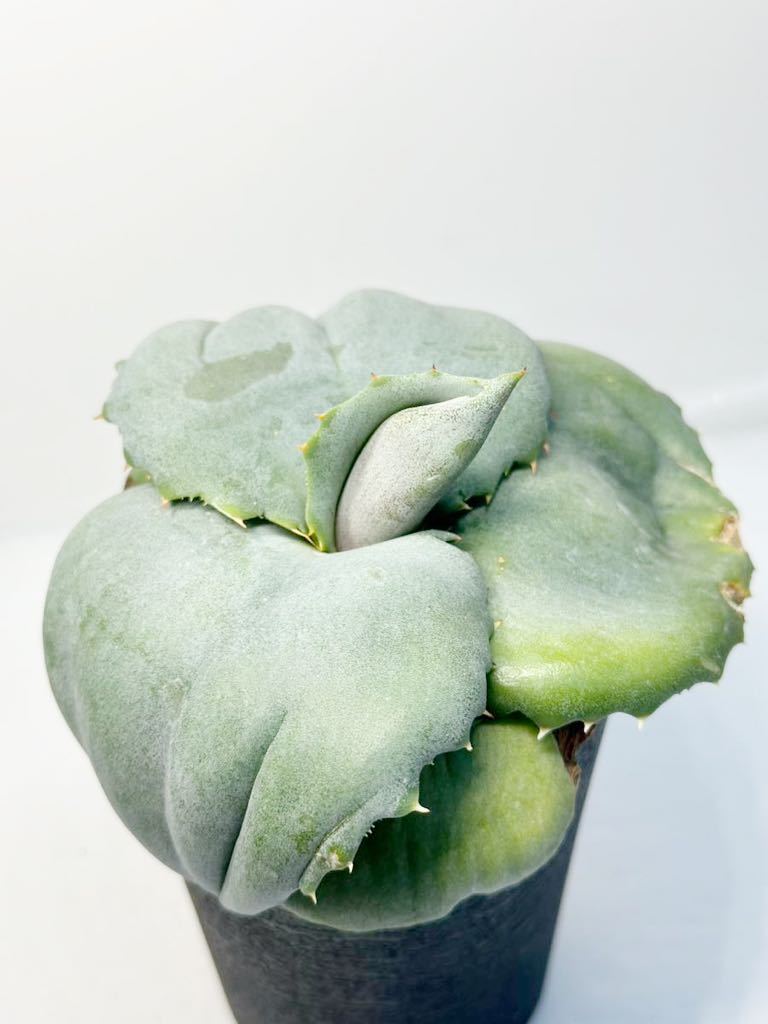 アガベ マルモラータ パピリオ プラタノイデス Agave marmorata アガベ マルモラータ パピリオ プラタノイデス Agave marmorata