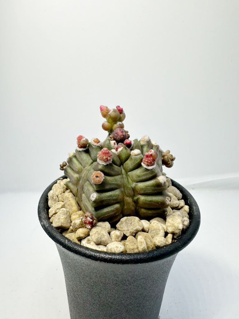 Gymnocalyium cv. transformer ギムノカリキウム Gymnocalyium cv. transformer ギムノカリキウム
