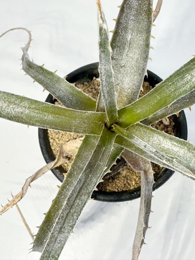 Dyckia goehringi hyb ディッキアゴエリンギーハイブリッド 原産ブラジル 交配美種 抜き苗は送料込 ケスウィック_画像3