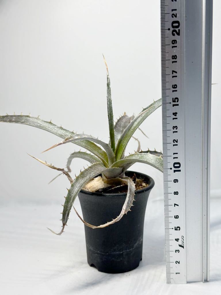 Dyckia goehringi hyb ディッキアゴエリンギーハイブリッド 原産ブラジル 交配美種 抜き苗は送料込 ケスウィック_画像7