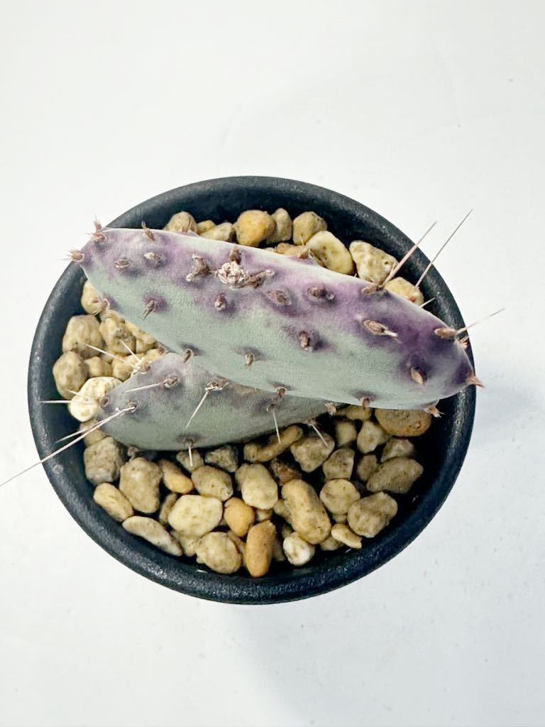 Opuntia santa-rita compact form オプンチア サンタリタ コンパクト EU輸入株 抜き苗は送料込 赤紫のオプンチア スーパーロングスピンの画像4