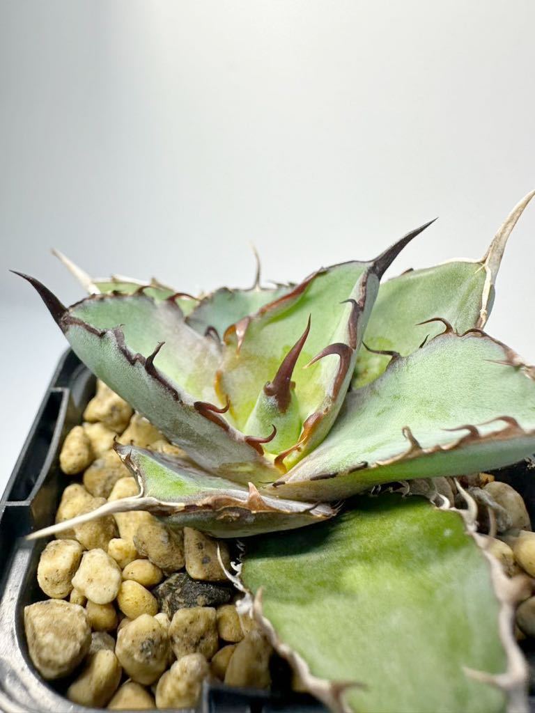 agave black&blue チタノタBBブラックアンドブルー 極上株 包葉型 ボール特選極上強棘 台湾輸入株 黒鋸歯_画像3