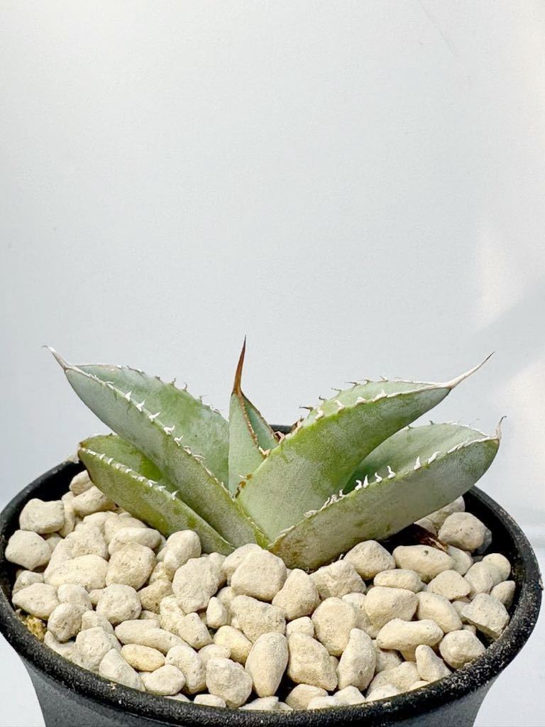 Agave titanota ‘White Ice’ アガベ チタノタ ホワイトアイス メキシコ原産 白肌 発根株 抜き苗は送料込 良型 選別メリクロン株_画像1