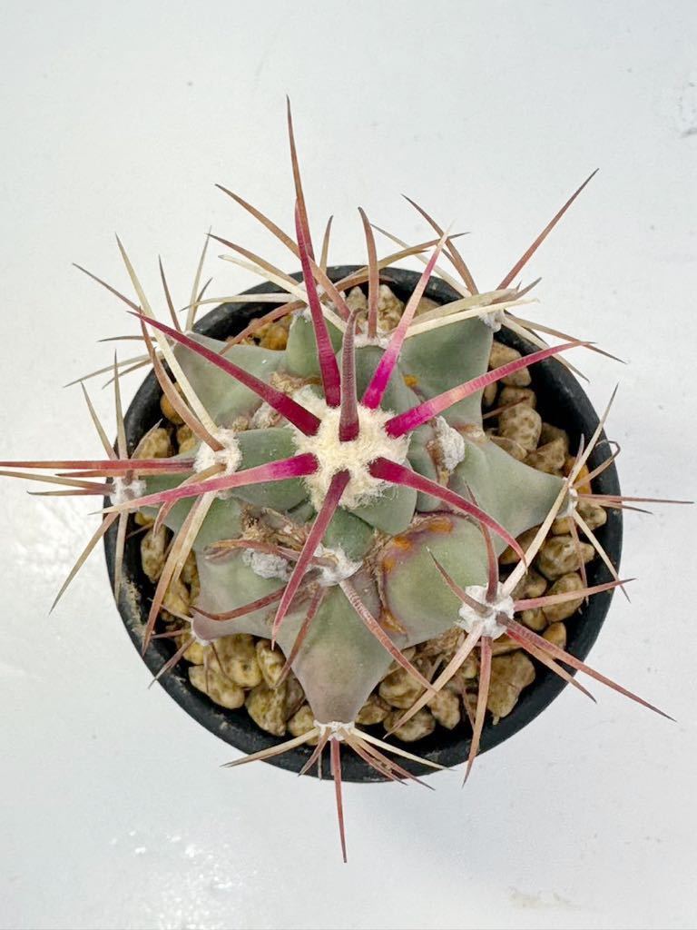 フェロカクタス エモリー 実生 江守 Ferocactus emoryi 赤刺 抜き苗は送料込 フェロ サボテン 多肉植物_画像5