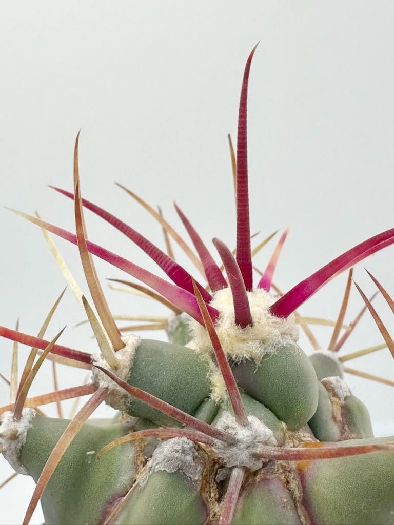 フェロカクタス エモリー 実生 江守 Ferocactus emoryi 赤刺 抜き苗は送料込 フェロ サボテン 多肉植物_画像3