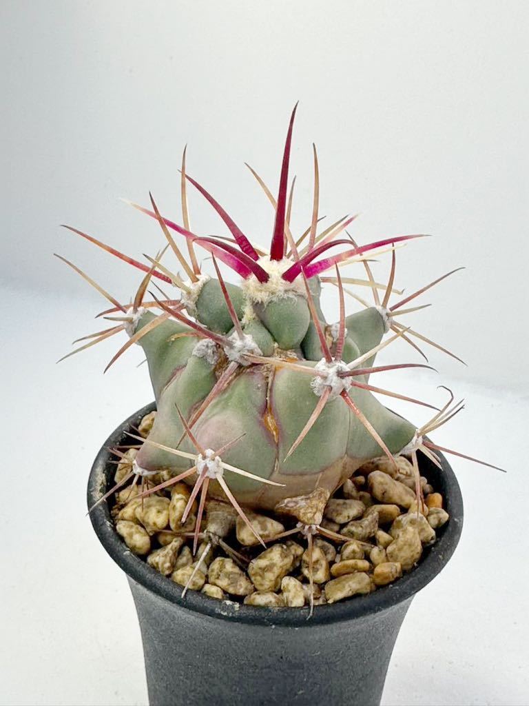 フェロカクタス エモリー 実生 江守 Ferocactus emoryi 赤刺 抜き苗は送料込 フェロ サボテン 多肉植物_画像1