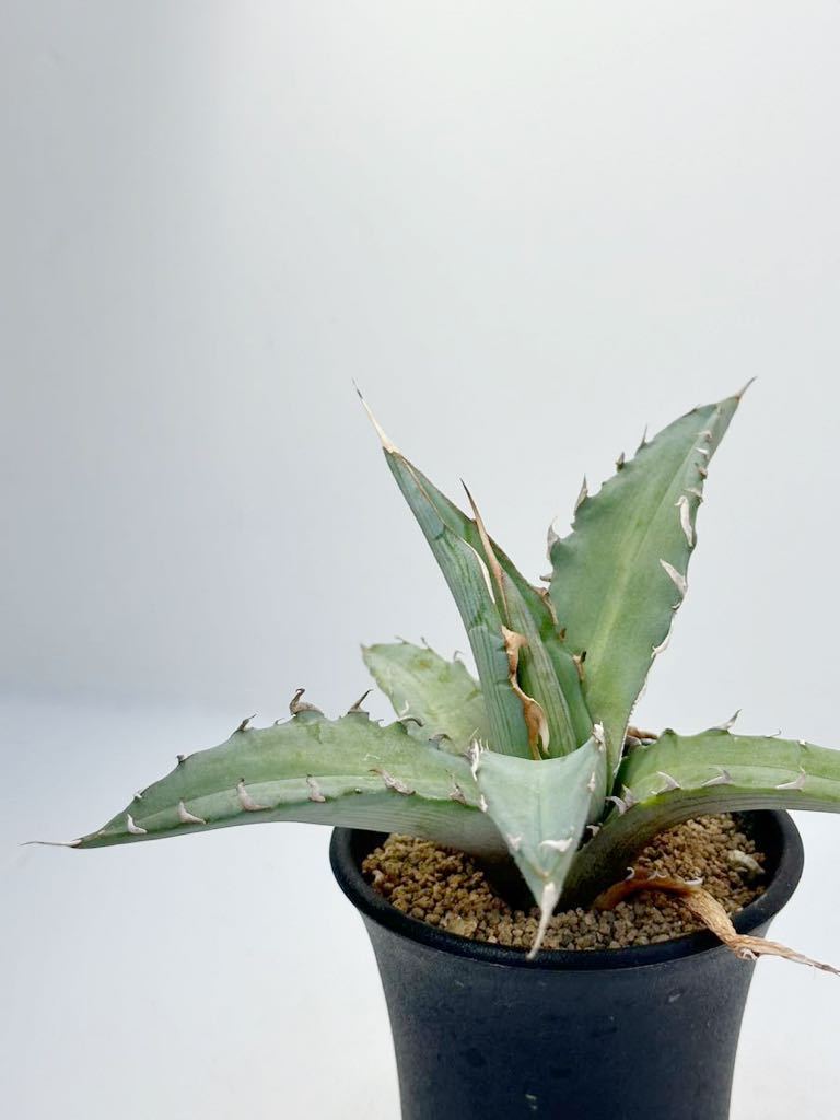 アガベ キシロナカンサ Agave xylonacantha メキシコ原産 抜き苗は送料込 選別株 多肉植物_画像6