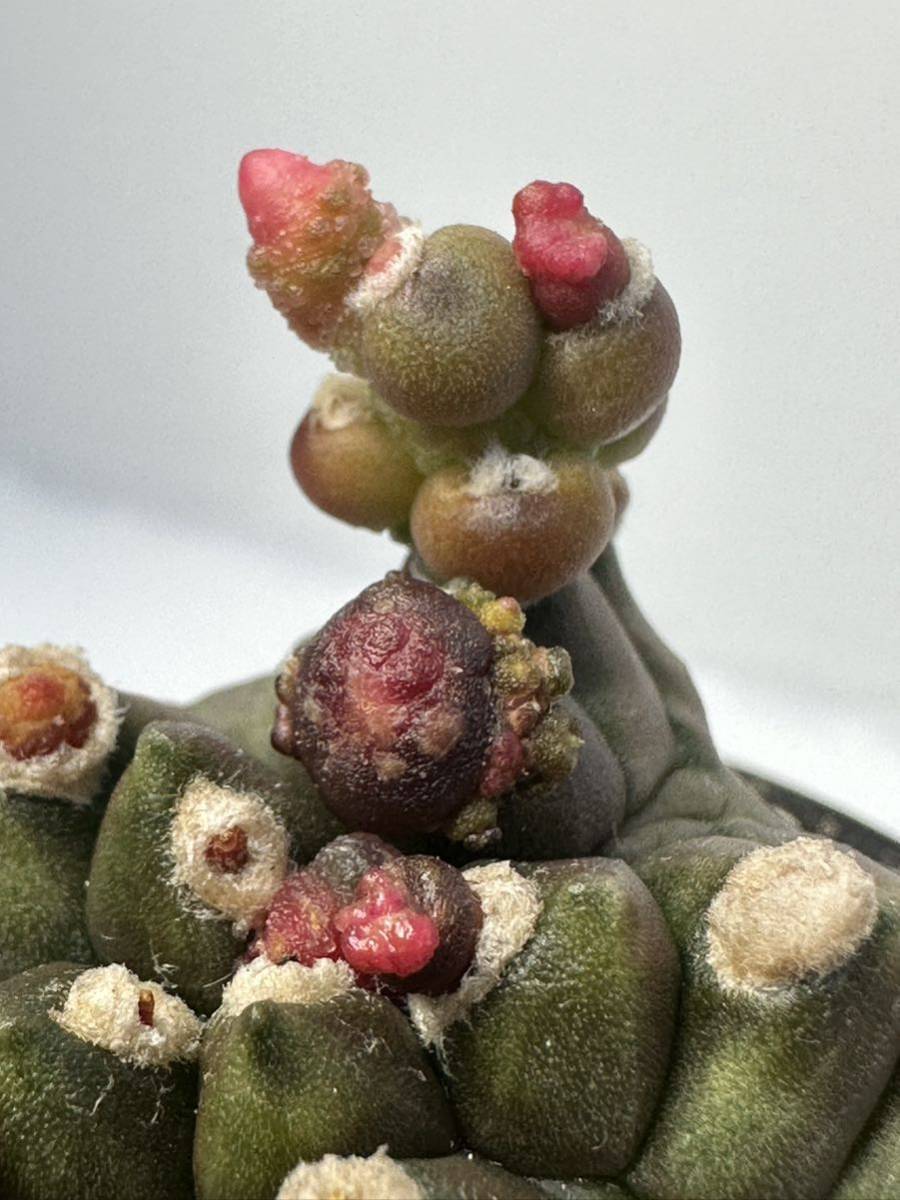 Gymnocalyium cv. transformer ギムノカリキウム Gymnocalyium cv. transformer ギムノカリキウム