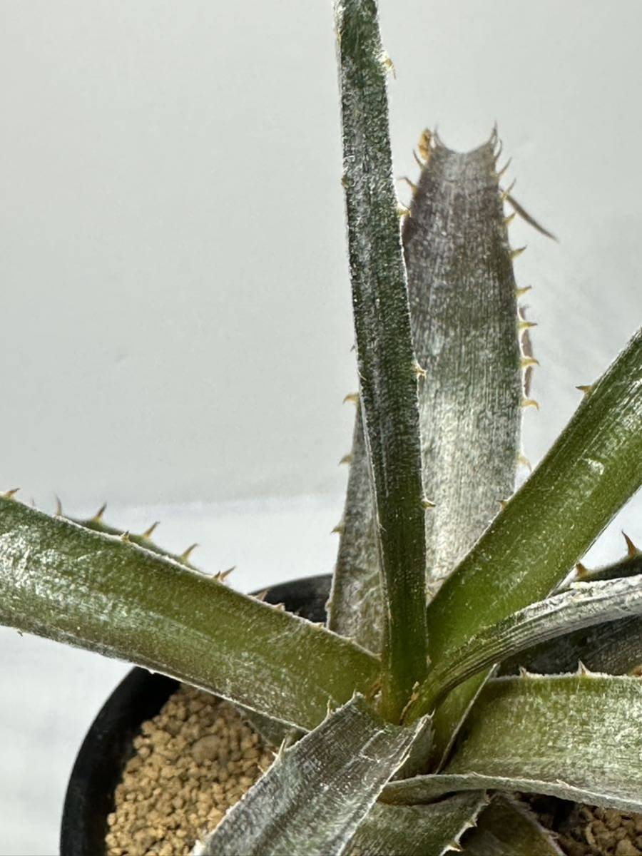 Dyckia goehringi hyb ディッキアゴエリンギーハイブリッド 原産ブラジル 交配美種 抜き苗は送料込 ケスウィック_画像4