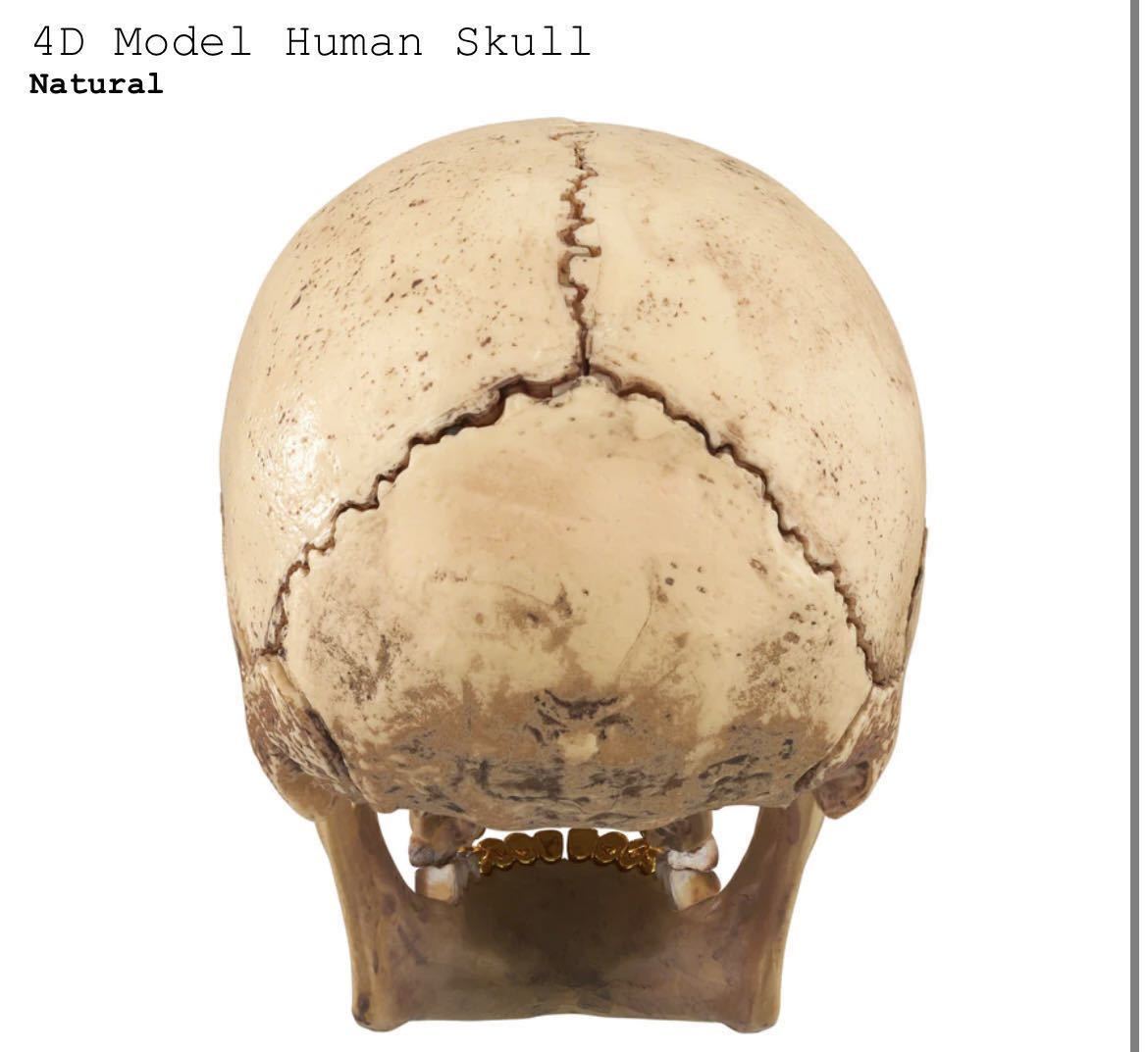 送料無料 Supreme 23AW week15 4D Model Human Skull Natural シュプリーム スカル パズル 新作 新品未開封 オンライン購入 ステッカー付き_画像4
