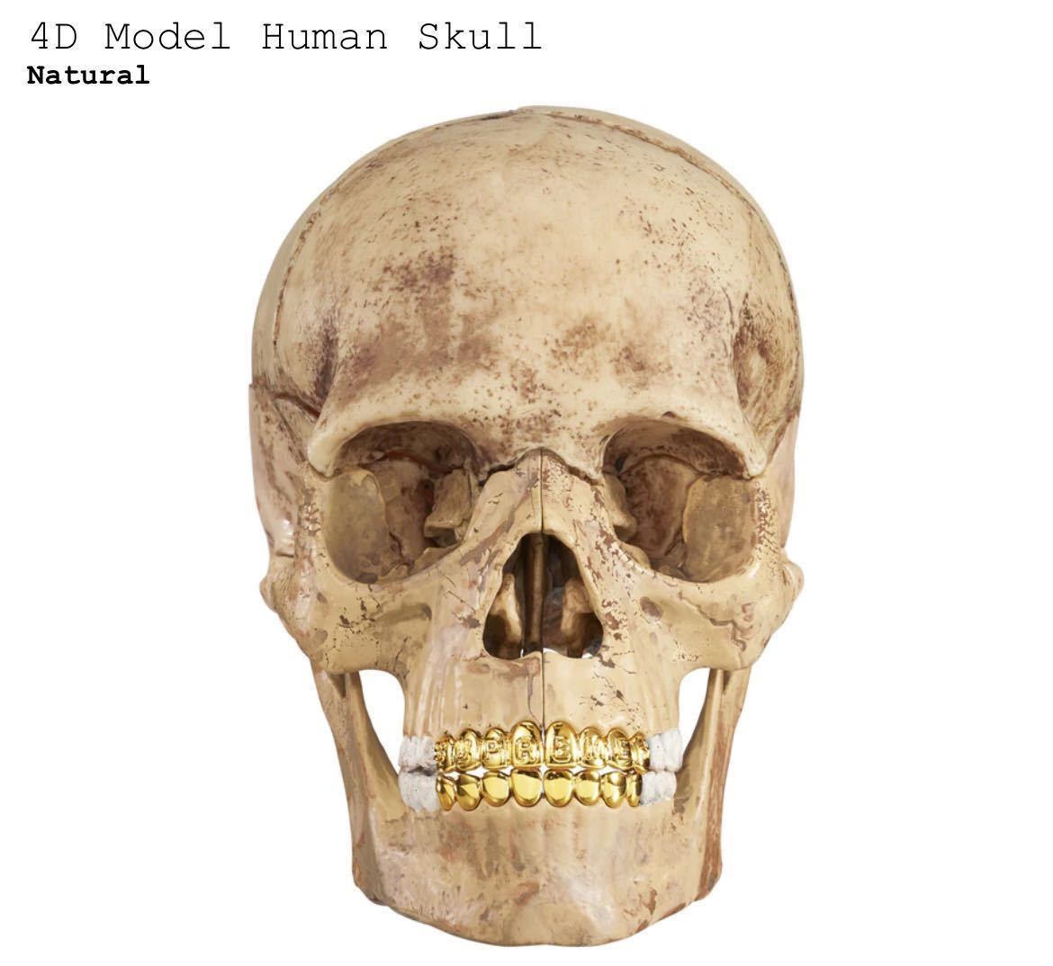 送料無料 Supreme 23AW week15 4D Model Human Skull Natural シュプリーム スカル パズル 新作 新品未開封 オンライン購入 ステッカー付き_画像1