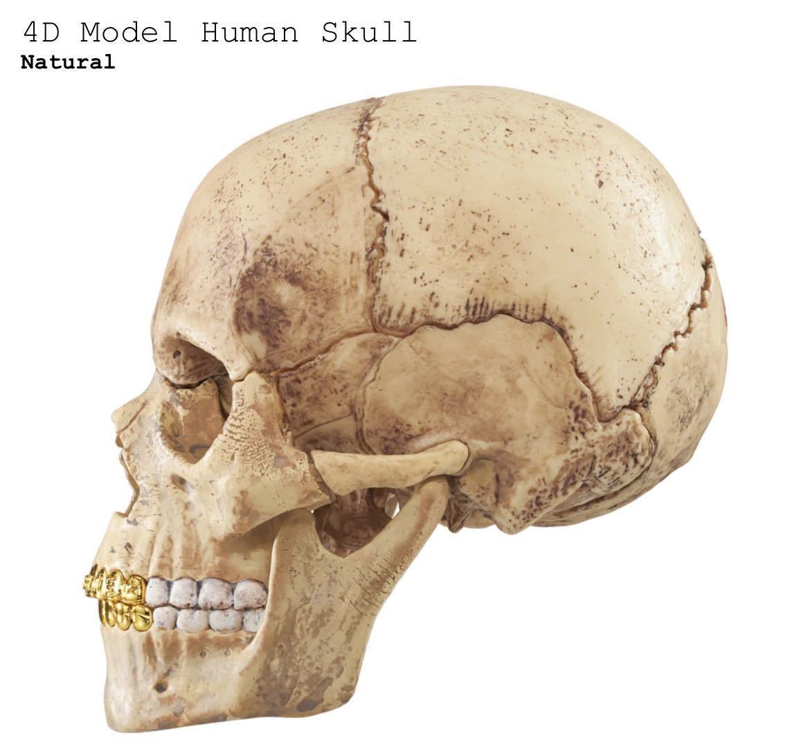 送料無料 Supreme 23AW week15 4D Model Human Skull Natural シュプリーム スカル パズル 新作 新品未開封 オンライン購入 ステッカー付き_画像3