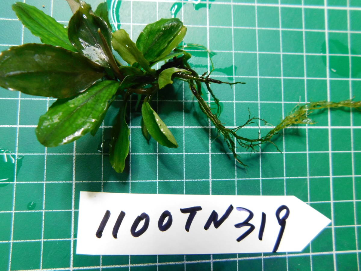 ◎1100TN319　（自家栽培）水草　ブセファランドラ　Bucephalandra sp. Shine Bluecarpet Kn便②_画像2