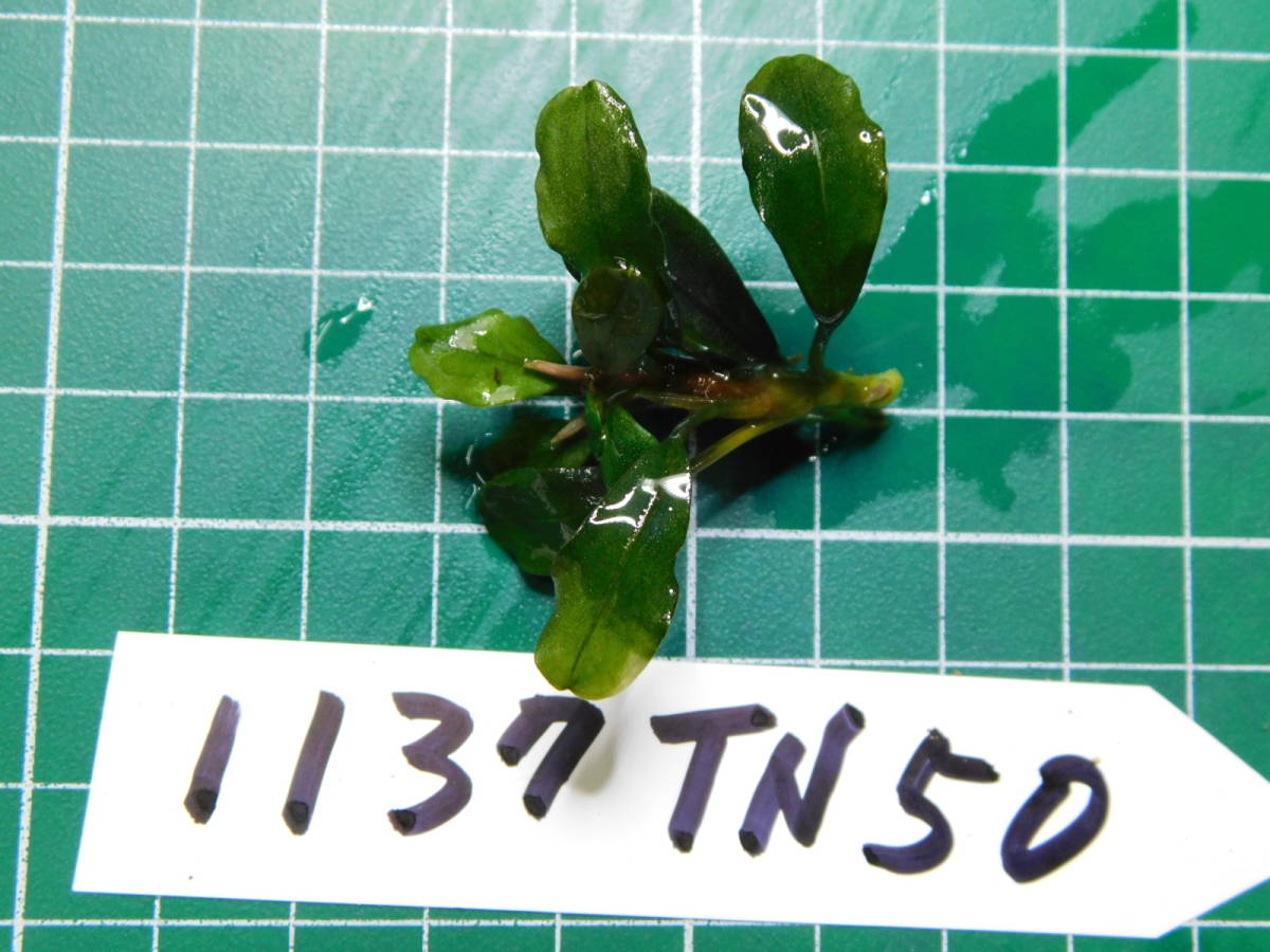 ◎1137TN50　（自家栽培）水草　ブセファランドラ　Bucephalandra sp.　 KapuasHulu②_画像2