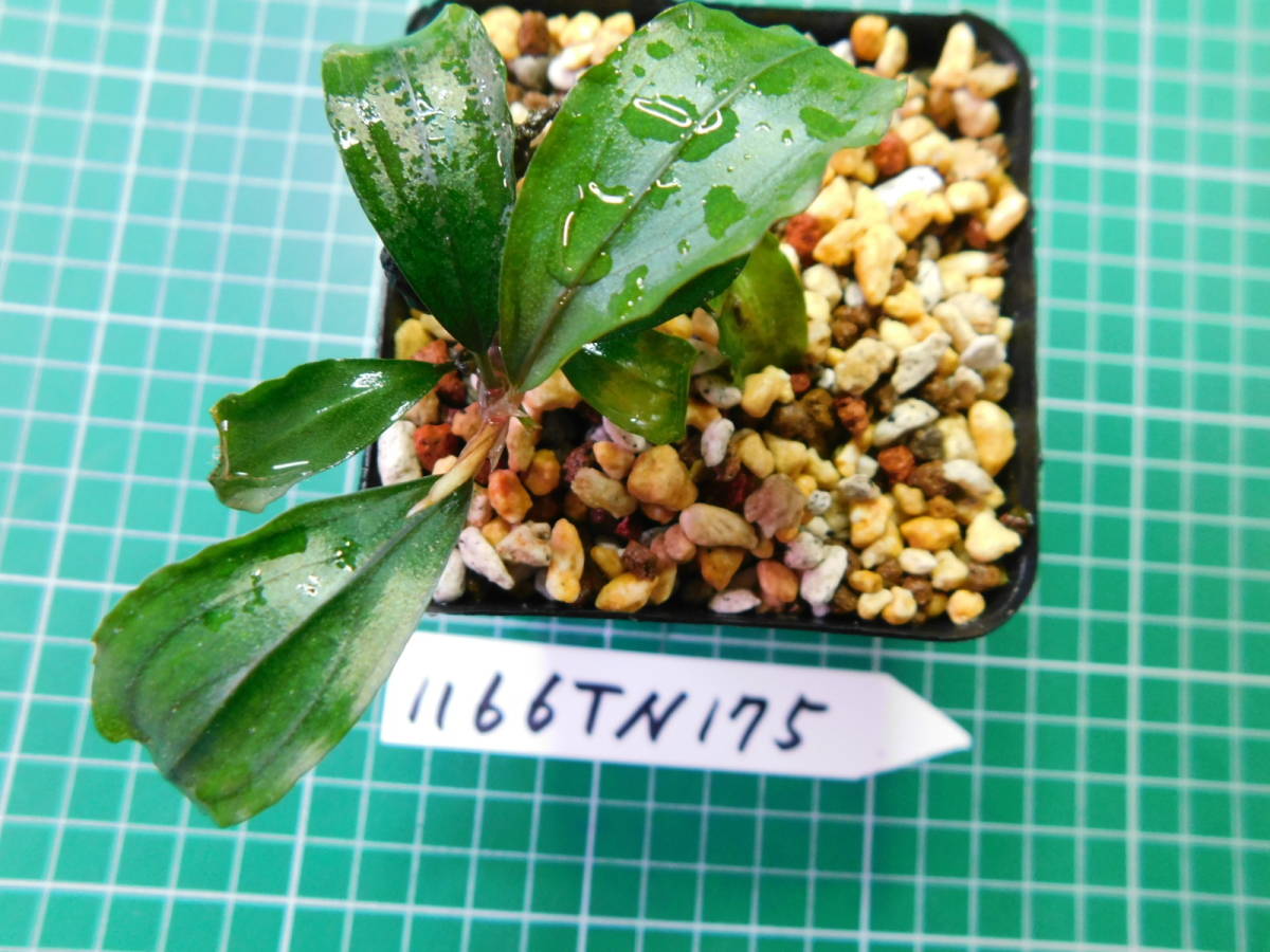 ◎1166TN175　（自家栽培）水草　ブセファランドラ　Bucephalandra sp.　 Red Blade レッドブレイド_画像2