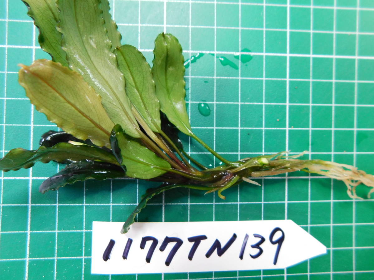 ◎1177TN139　（自家栽培）水草　ブセファランドラ　Bucephalandra sp.　 Nanga Mahap Sekadau①_画像2