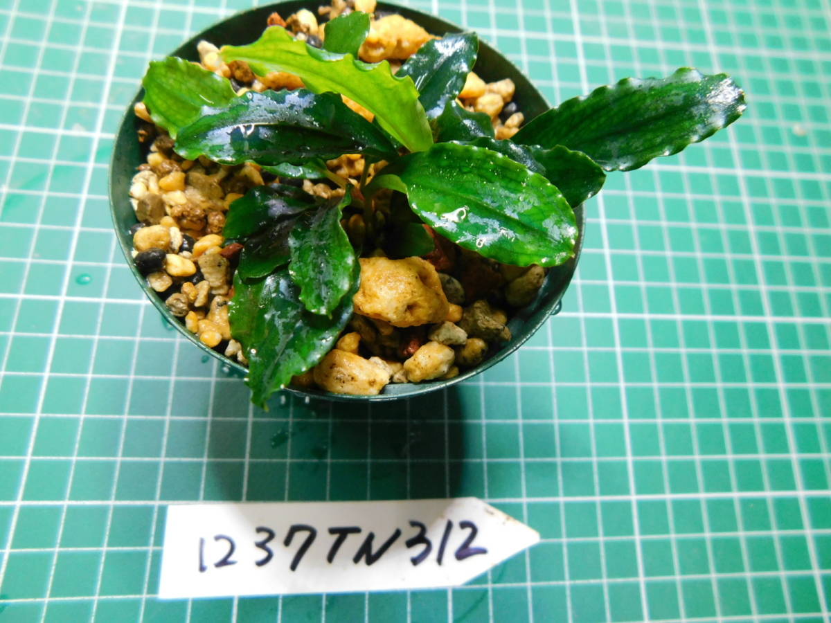 ◎1237TN312　（自家栽培）水草　　ブセファランドラ　Bucephalandra sp.　Pina①_画像2