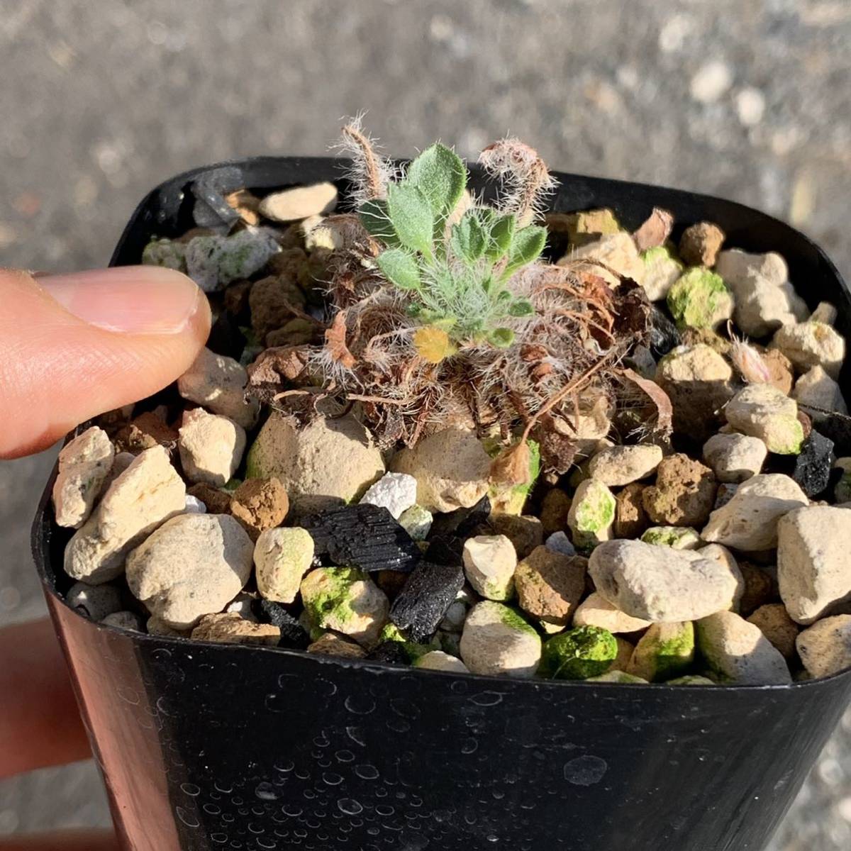 09 Pelargonium caroli-henrici ペラルゴニウム カロリヘンリキ国内実生 塊根約1cm（多肉植物 観葉植物 塊根植物 コーデックス ）_画像3