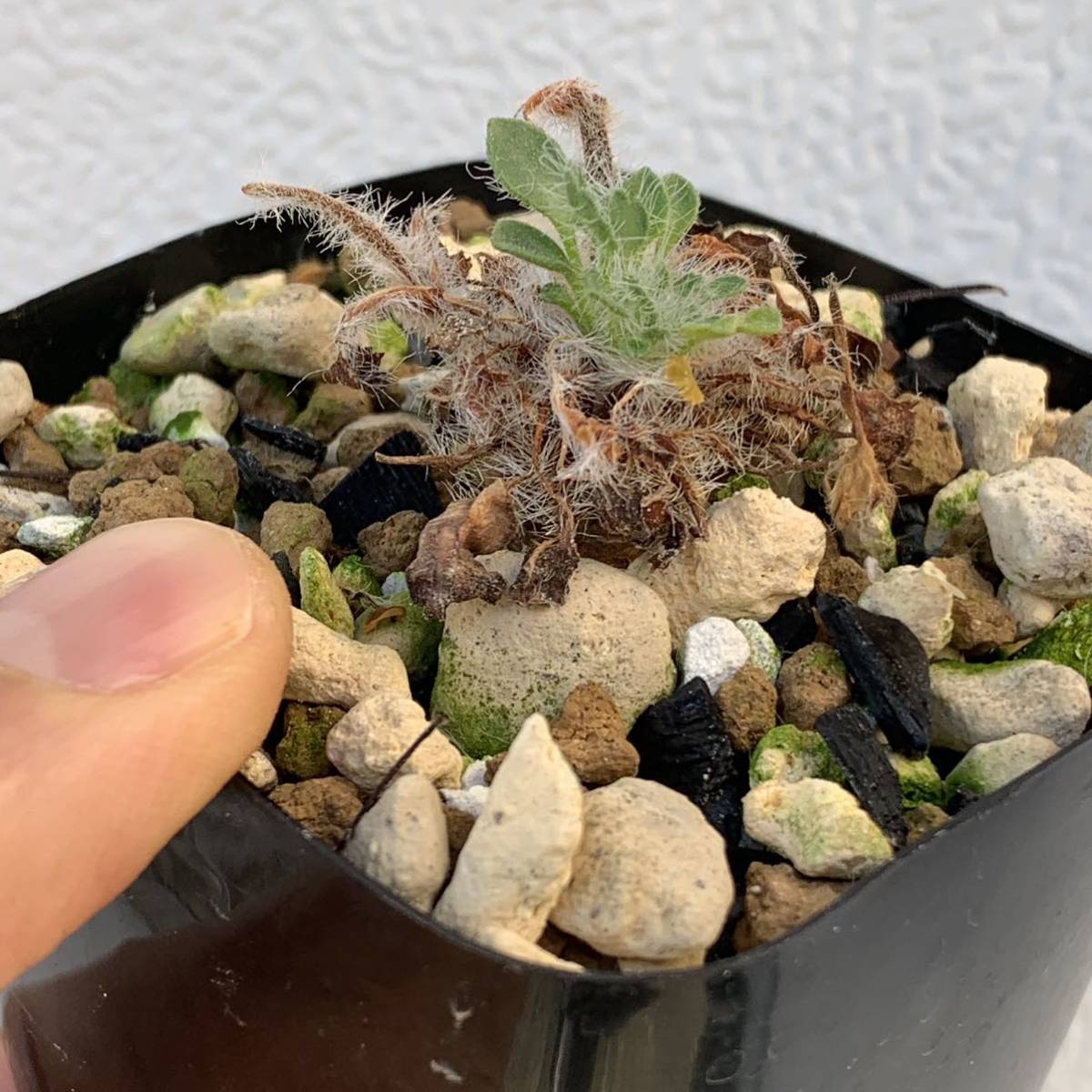 09 Pelargonium caroli-henrici ペラルゴニウム カロリヘンリキ国内実生 塊根約1cm（多肉植物 観葉植物 塊根植物 コーデックス ）_画像6