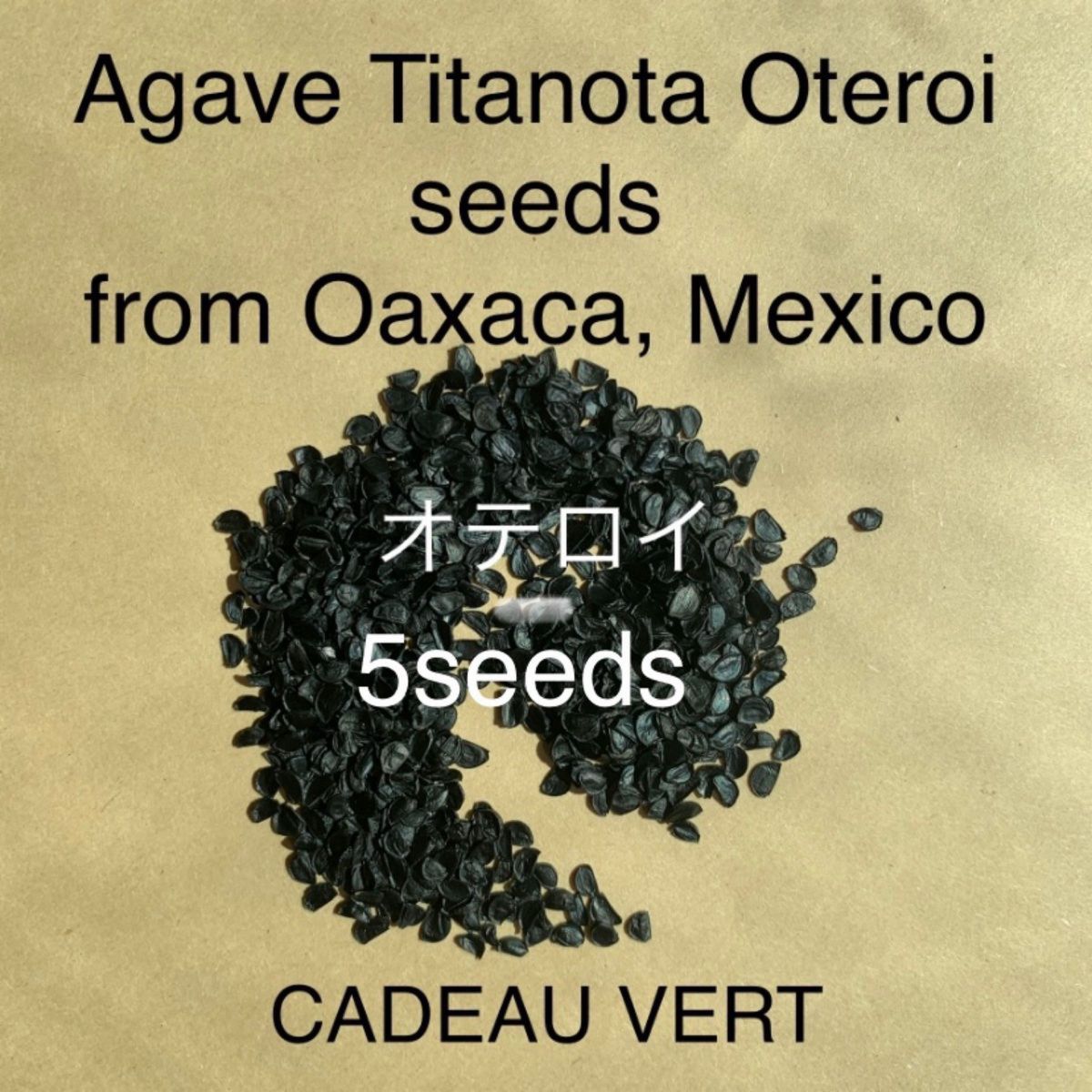 アガベ オテロイFO-076 厳龍種子5粒　メキシコオアハカ産　