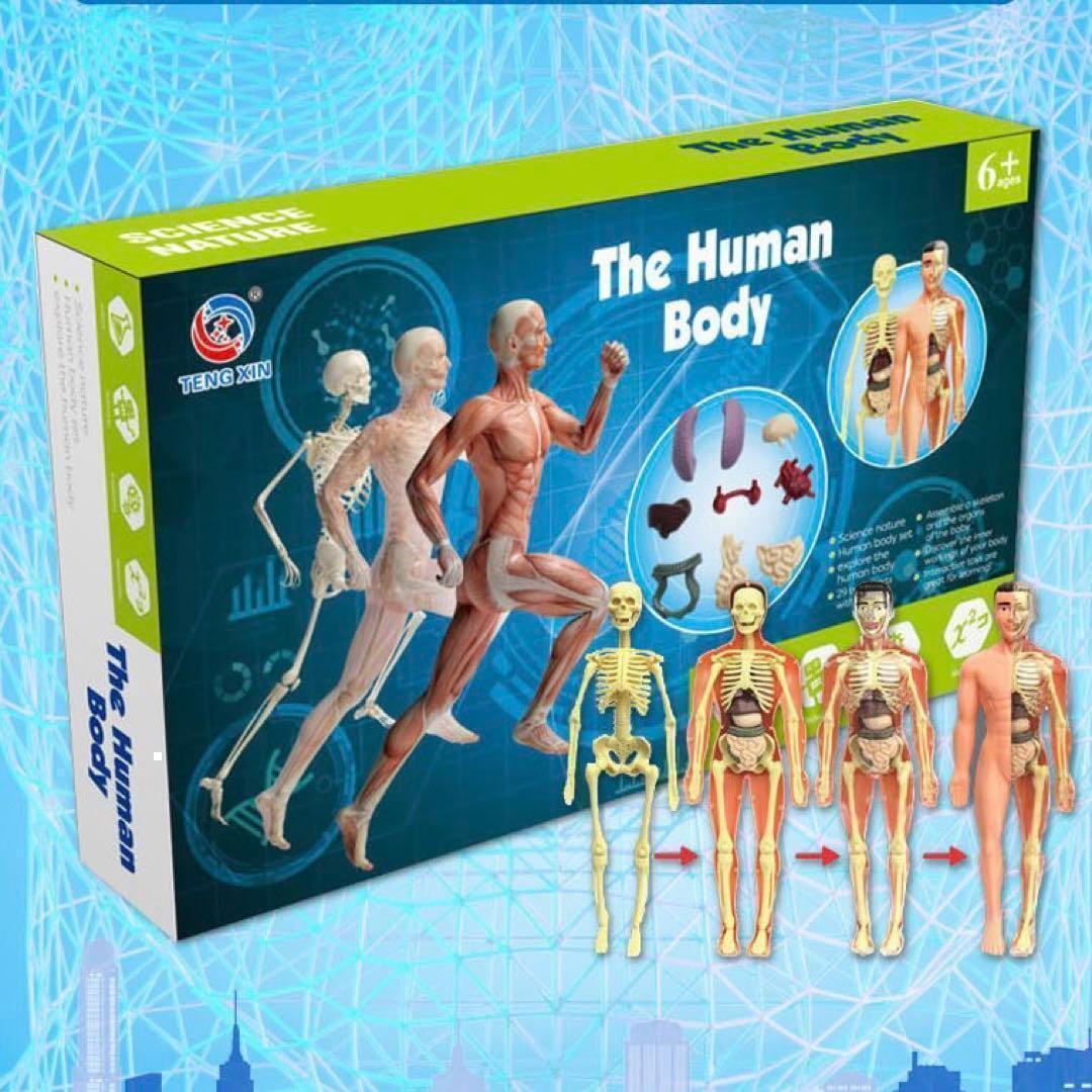 人体模型 知育玩具　パズル　おもちゃ　解剖 STEAM 教育 自由研究 クリスマス プレゼント 冬休み 科学 人体の不思議 小学生 正月 孫 ギフト