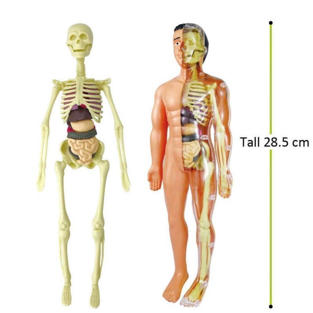人体模型 知育玩具　パズル　おもちゃ　解剖 STEAM 教育 自由研究 クリスマス プレゼント 冬休み 科学 人体の不思議 小学生 正月 孫 ギフト