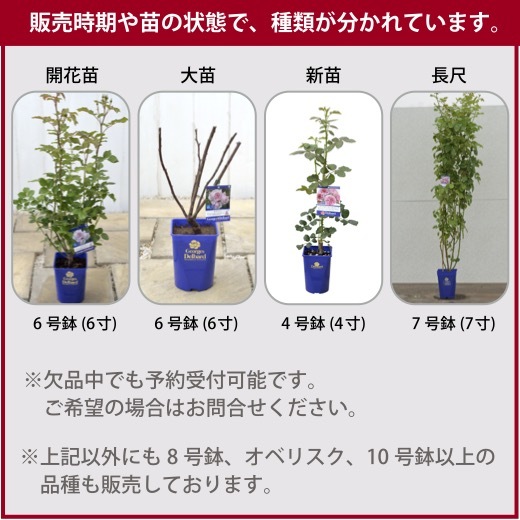 送料無料　シャトー ドゥ シュベルニー　新苗4号鉢予約　　鉢植え バラ 薔薇 デルバール フレンチローズ_画像3