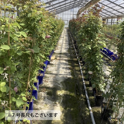 送料無料　ナエマ長尺7号 冬大苗　　鉢植え バラ 薔薇 デルバール 大苗 フレンチローズ 7号鉢 7寸_画像7