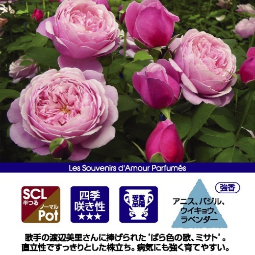 送料無料　シャンテ ロゼ ミサト長尺7号 冬大苗　　鉢植え バラ 薔薇 デルバール 大苗 フレンチローズ 7号鉢 7寸_画像2