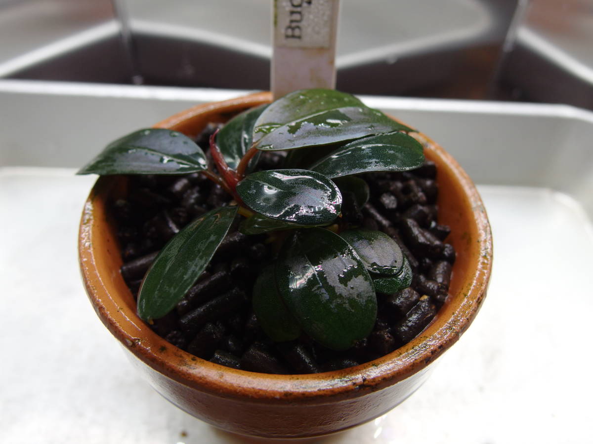 Bucephalandra sp Black Pearl ブセファランドラ・ブラック Bucephalandra sp Black Pearl ブセファランドラ・ブラック