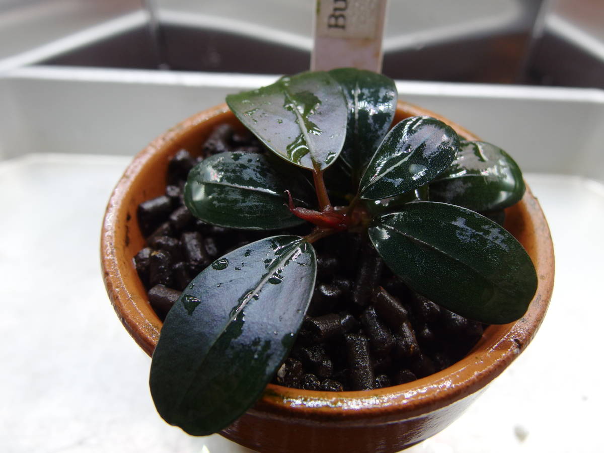 Bucephalandra sp Black Pearl ブセファランドラ・ブラック Bucephalandra sp Black Pearl ブセファランドラ・ブラック