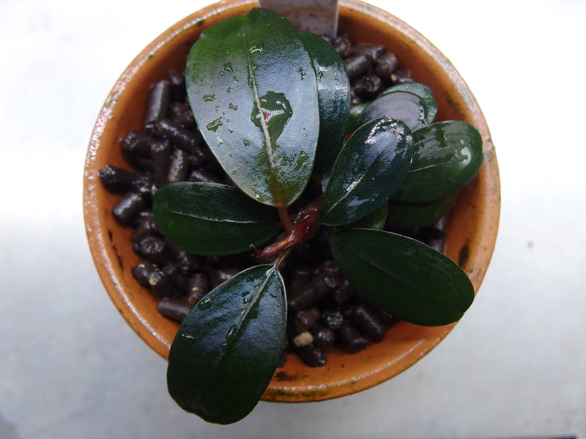 Bucephalandra sp Black Pearl ブセファランドラ・ブラック Bucephalandra sp Black Pearl ブセファランドラ・ブラック