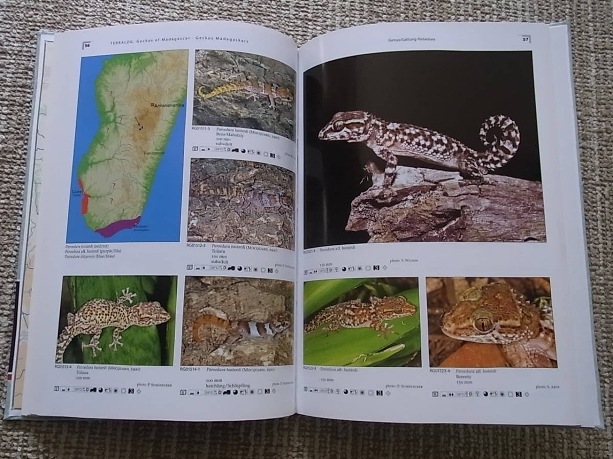 第1位獲得！】 Geckos of Madagascar, the Seychelles, Comoros and 