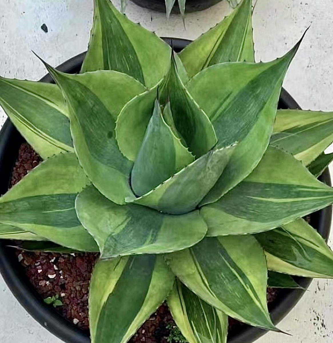 T25 貴重な希少種 agave ovatifolia killer watermelon 株を厳選 Sクラスは希少株 極上子株_画像1