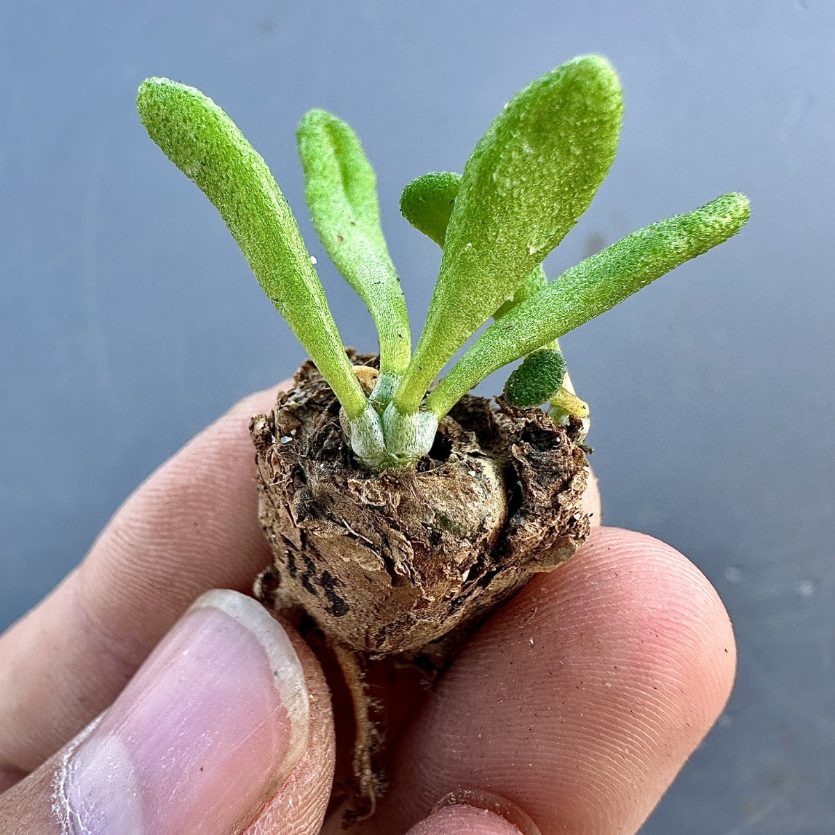 T24 Tylecodon sulphureus (Pofadder, RSA)/チレコドン?スルフレウス//多肉植物3株_画像9