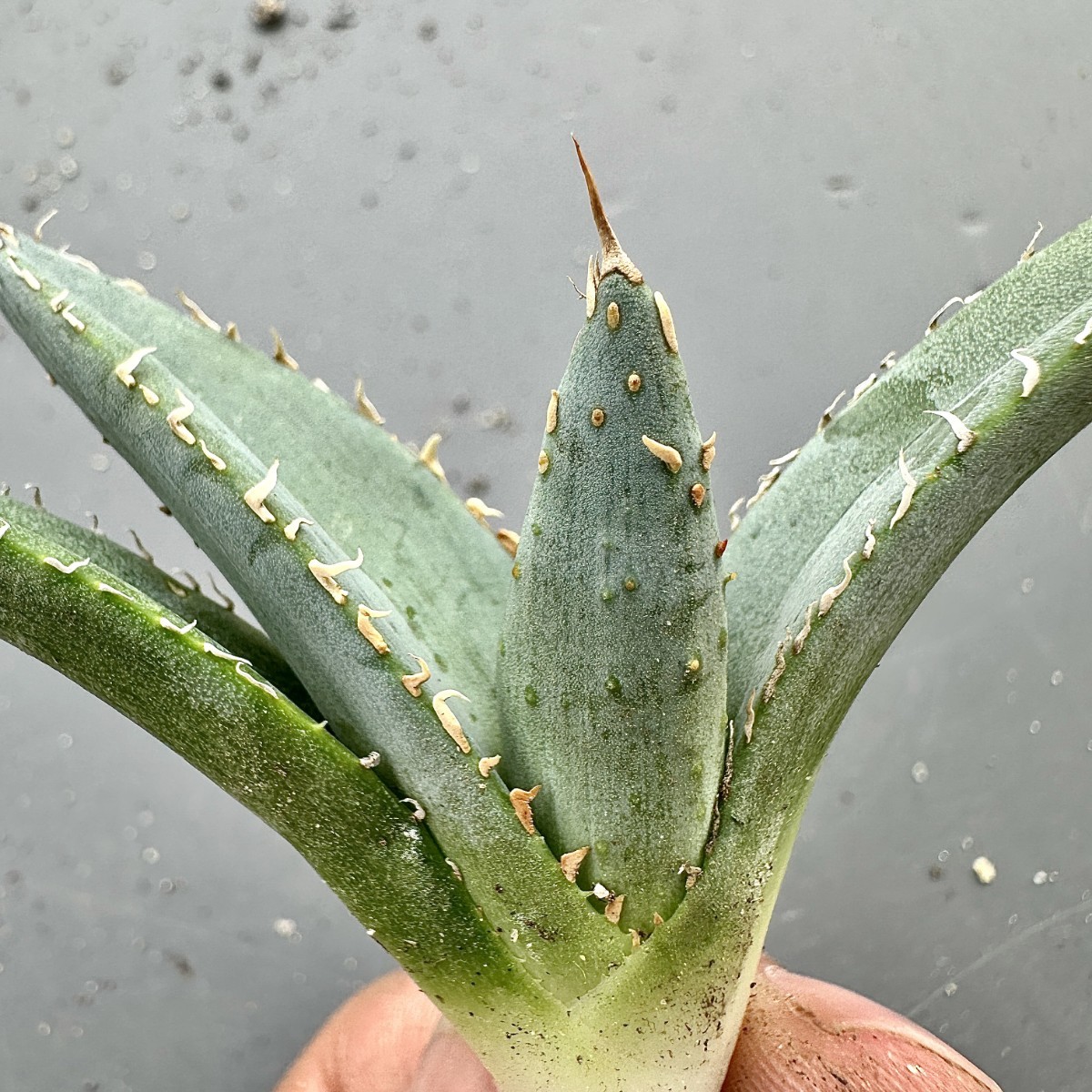 L24 厳選 アガベ チタノタ 帝君 agave emperor 極上強棘 狂刺 背棘 優良血統極上子株 メリクロン株 激レア高級品種10株 （組織培養株 ）_画像5