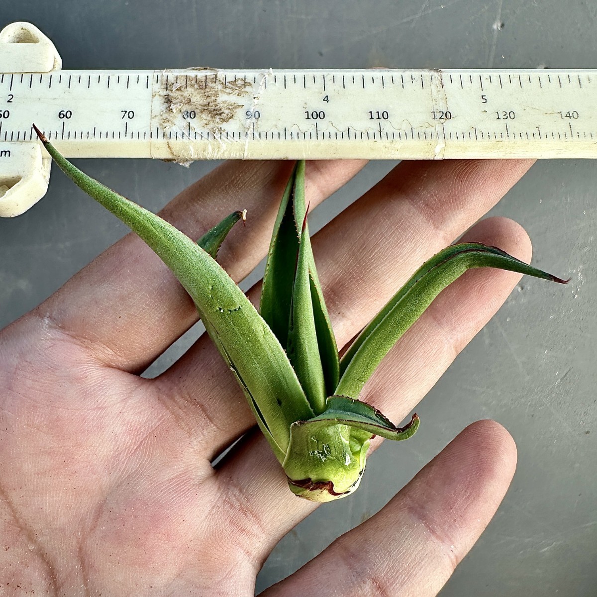 T26 貴重な希少種 agave ovatifolia killer watermelon 株を厳選 Sクラスは希少株 極上子株_画像8