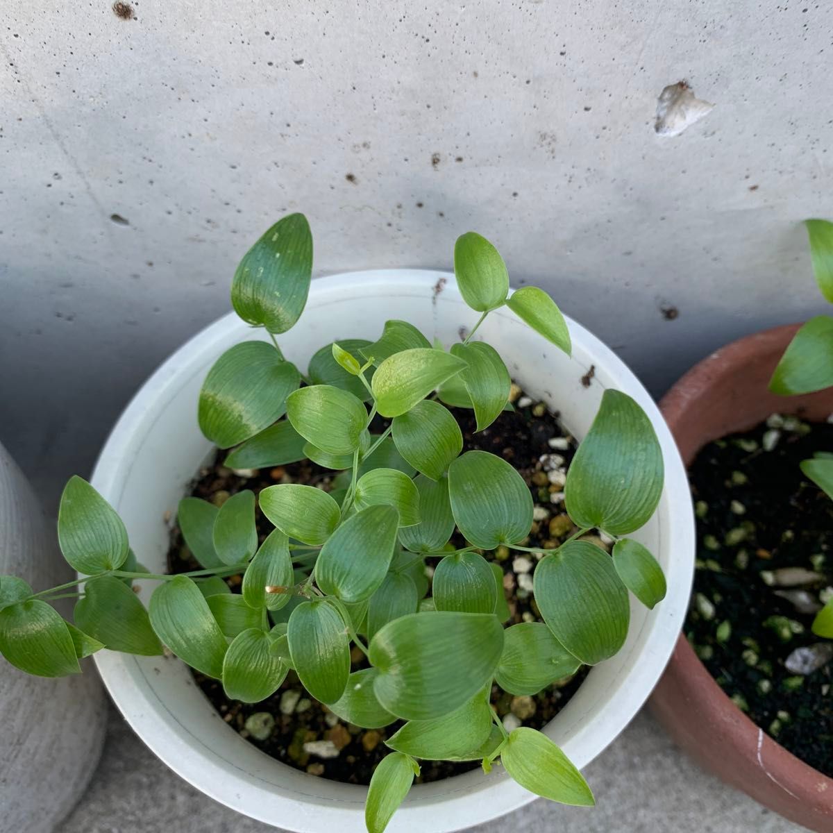 スマイラックス　抜き苗　ハンギング　寄せ植え　グランドカバー　観葉植物　つる植物　鉢植え　コサージュ材料　ブーケ材料　生花