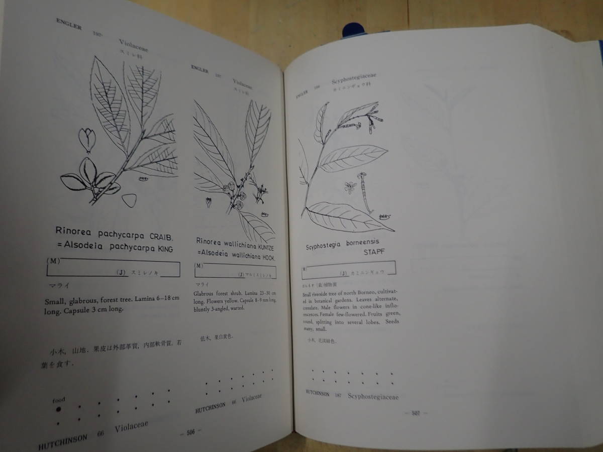 [B28C1] map opinion . obi plant compilation .. river bookstore . raw map because of . obi plant. decision version / self raw kind / cultivation kind /E.J.H CORNER Watanabe Kiyoshi . map table research . person oriented lexicon illustrated reference book 