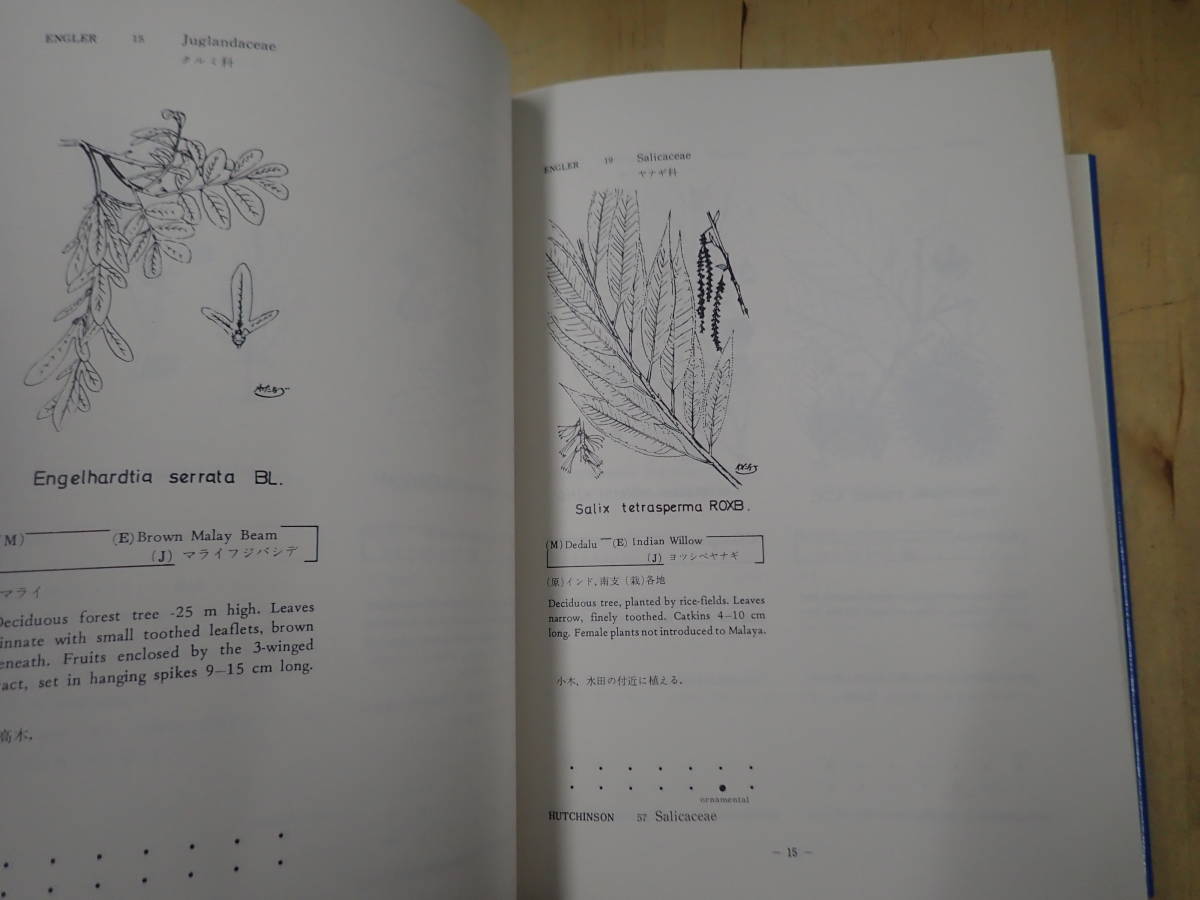 [B28C1] map opinion . obi plant compilation .. river bookstore . raw map because of . obi plant. decision version / self raw kind / cultivation kind /E.J.H CORNER Watanabe Kiyoshi . map table research . person oriented lexicon illustrated reference book 